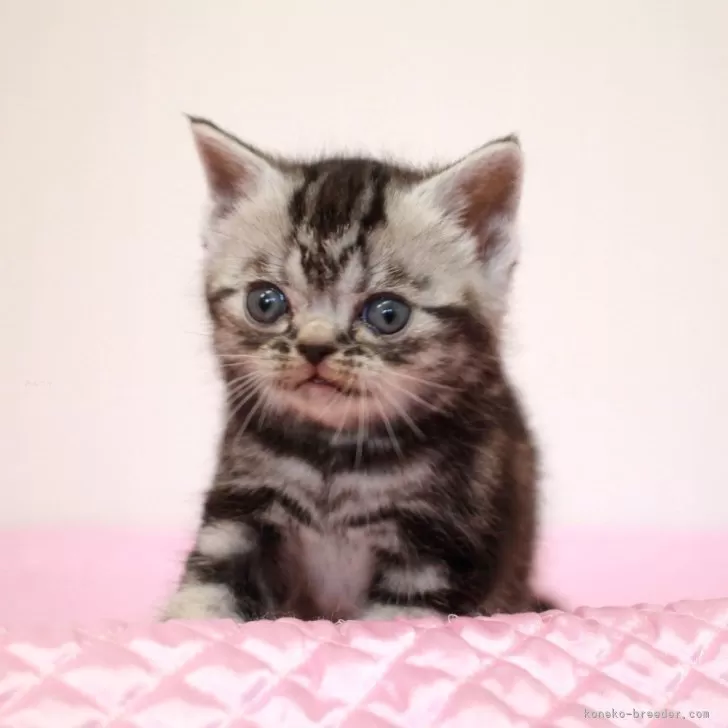 ID:2404-03555の子猫