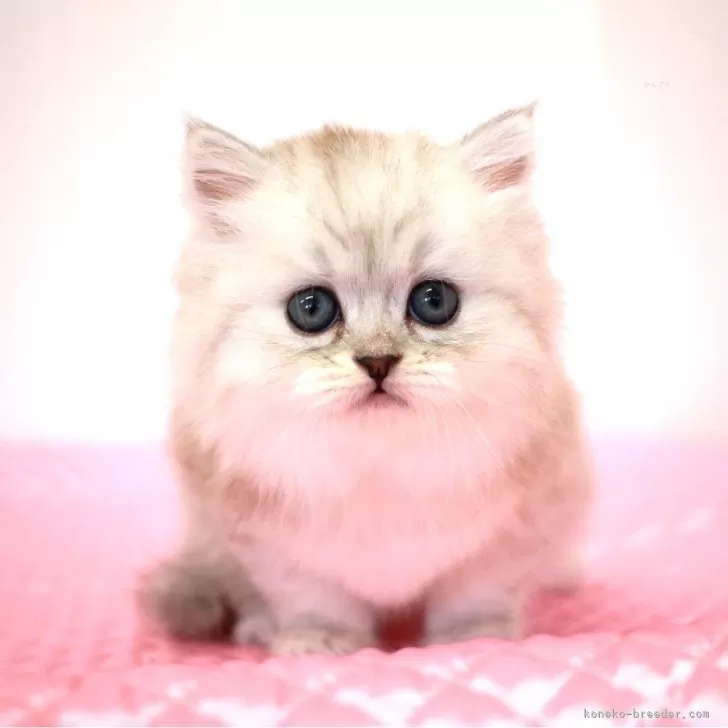 ID：2407-01450の子猫