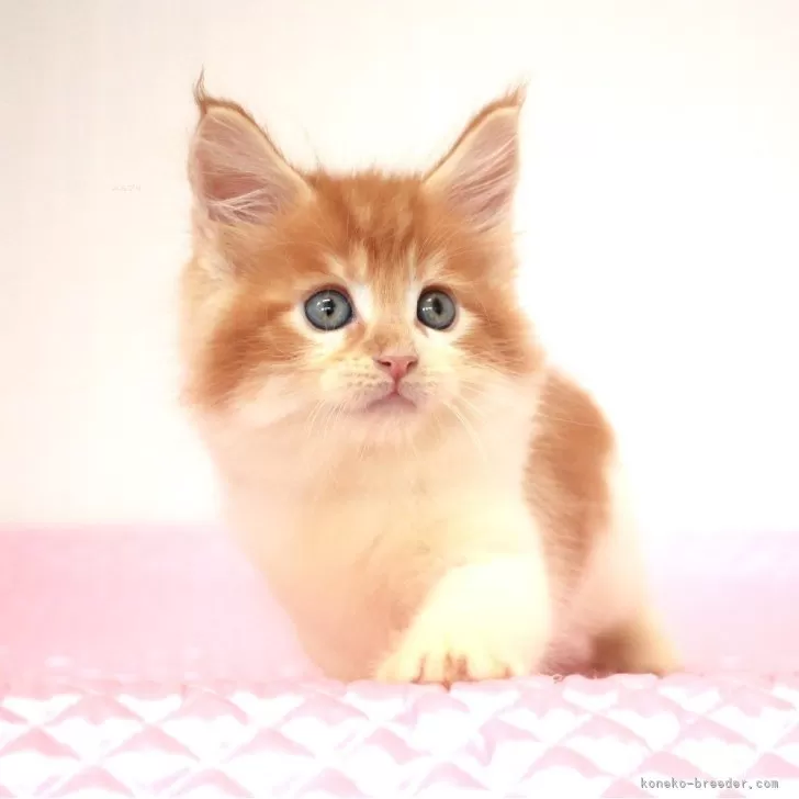 ID:2408-03093の子猫