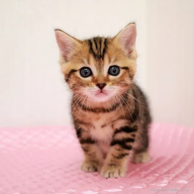 ID：2104-02016の子猫