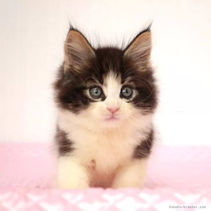 ID：2408-03096の子猫