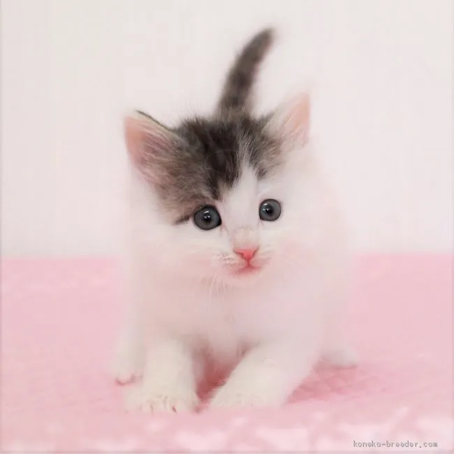 ID：2005-00843の子猫