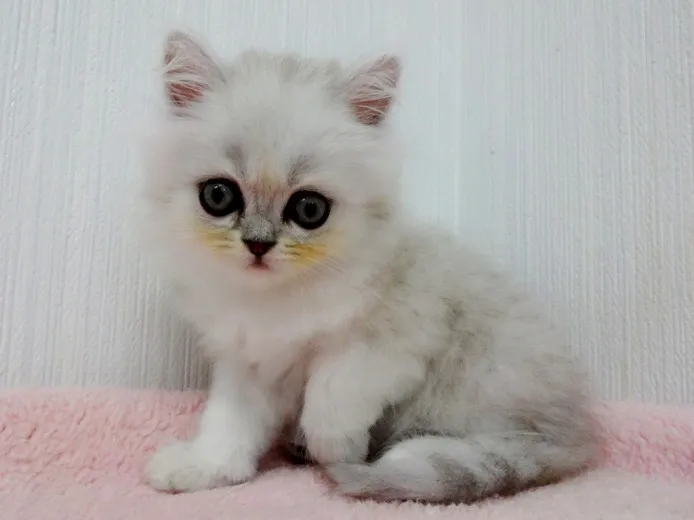 ID：1408-00160の子猫