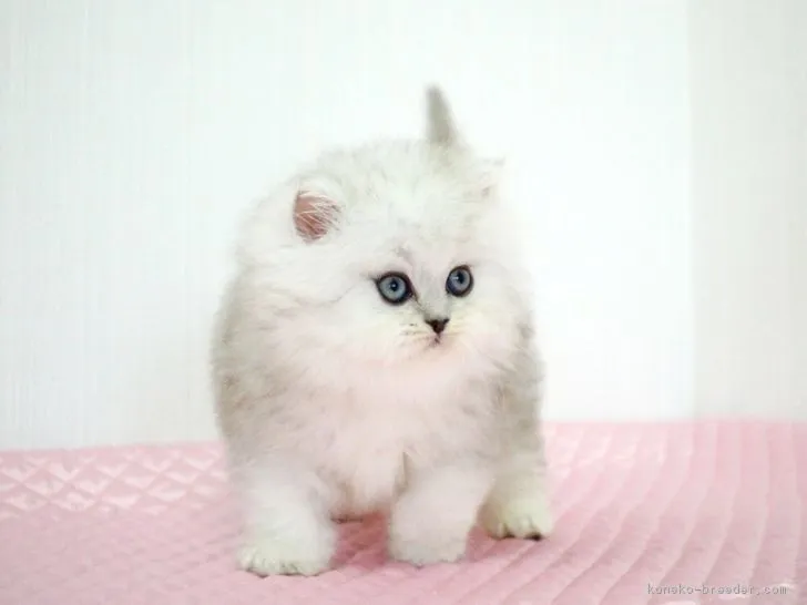 yasu 様のお迎えした子猫