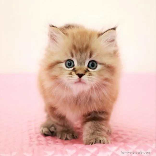 ID：2001-00904の子猫