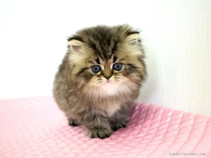 ハナ 様のお迎えした子猫