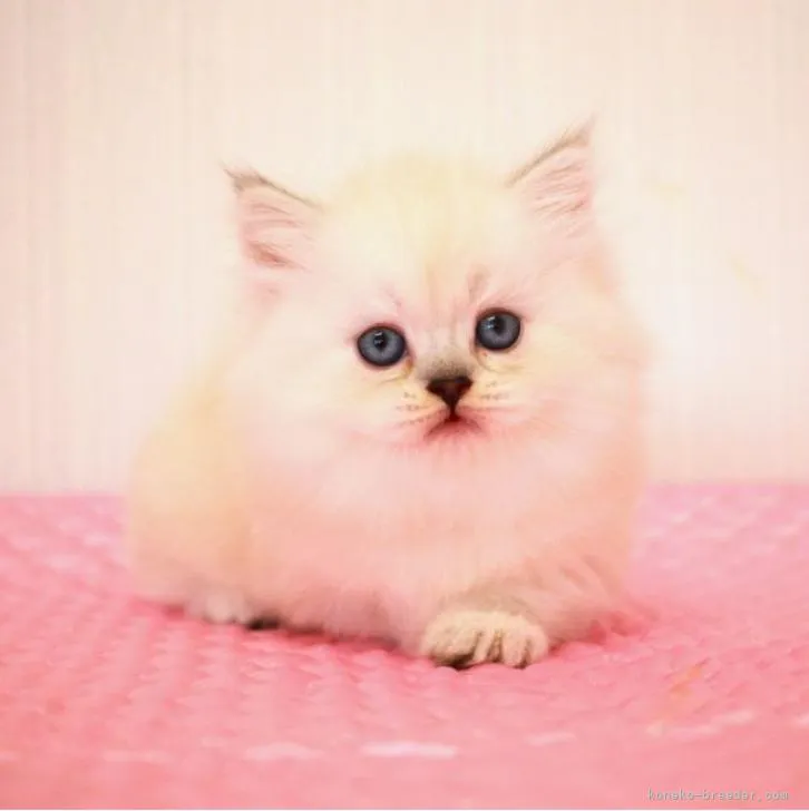 ID:2210-03172の子猫