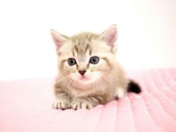 マンチカン(短足)【福岡県・男の子・2018年4月1日・チョコレートタビーポイント（ショートヘア）】の写真「8月5日 price down しました。(^^)」