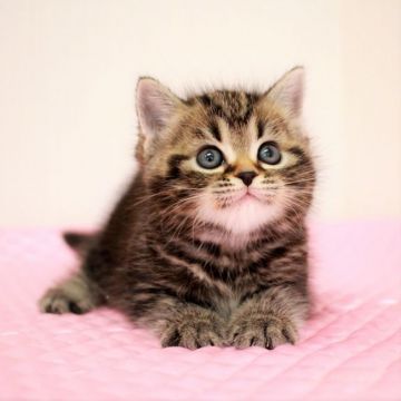 マンチカン(長足)【福岡県・女の子・2019年10月15日・ブラウンクラシックタビー（ショートヘア）】の写真「まんまるおめめの かわいこちゃん。　♡」