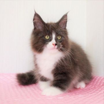 メインクーン【福岡県・男の子・2020年3月5日・ブルー&ホワイト】の写真「パパは TICAトリプルグランドチャンピオン！」