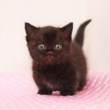 マンチカン(短足)【福岡県・女の子・2021年2月19日・ブラックスモーク（ショートヘア）】の写真「甘えんぼさんな 可愛い短足女の子ちゃん (^-^)」