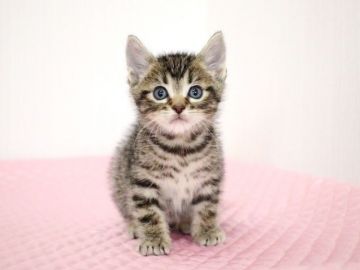 マンチカン(長足)【福岡県・男の子・2018年4月1日・ブラウンマッカレルタビー（ショートヘア）】の写真「人間大好き、ゴロゴロしてくる甘えんぼくん。」