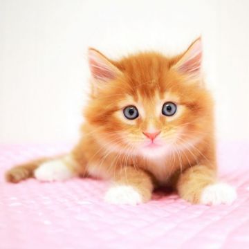 メインクーン【福岡県・男の子・2020年5月26日・レッドクラシックタビー&ホワイト】の写真「TICAダブルグランドチャンピオン直仔 (^^)!」