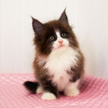 メインクーン【福岡県・男の子・2019年2月14日・ブルー&ホワイト】の写真「パパは TICA トリプルグランドチャンピオン！」