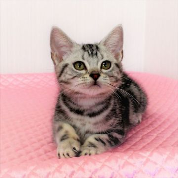 アメリカンショートヘア【福岡県・男の子・2019年2月6日・シルバークラシックタビー（ショートヘア）】の写真「TICA トリプルグランドチャンピオン直仔。」