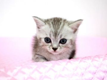 ミヌエット【福岡県・男の子・2018年5月4日・シルバースポッテッドタビー（ショートヘア）】の写真「元気いっぱい わんぱく君。」