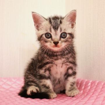 アメリカンショートヘア【福岡県・男の子・2022年7月10日・シルバークラシックタビー】の写真「クリクリおめめの 可愛い男の子くん。(=^・^=)」