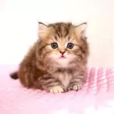 ミヌエット(短足)【福岡県・女の子・2024年4月18日・ブラウンパッチドタビー】の写真1「5月31日撮影しました。(^^)/」