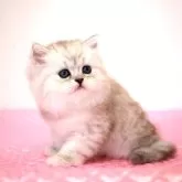 ミヌエット(長足)【福岡県・女の子・2024年5月4日・シェーデッドシルバー】の写真2「6月19日撮影しました。(^^)/」