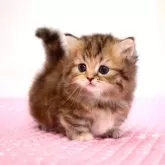 ミヌエット(短足)【福岡県・女の子・2024年4月18日・ブラウンパッチドタビー】の写真2「5月31日撮影しました。(^^)/」