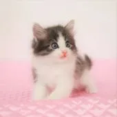 ノルウェージャンフォレストキャット【福岡県・男の子・2021年4月19日・ブルーマッカレルタビー&ホワイト】の写真2「6月4日 撮影」