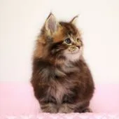 メインクーン【福岡県・男の子・2019年11月17日・ブラウンクラシックタビー】の写真2