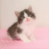 ノルウェージャンフォレストキャット【福岡県・男の子・2021年4月19日・ブルーマッカレルタビー&ホワイト】の写真4「6月4日 撮影」