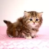 ミヌエット(短足)【福岡県・女の子・2024年4月18日・ブラウンパッチドタビー】の写真4「5月31日撮影しました。(^^)/」