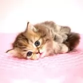 ミヌエット(短足)【福岡県・女の子・2024年4月18日・ブラウンパッチドタビー】の写真5「5月31日撮影しました。(^^)/」