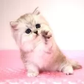 ミヌエット(長足)【福岡県・女の子・2024年5月4日・シェーデッドシルバー】の写真5「6月19日撮影しました。(^^)/」