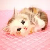 マンチカン(短足)【福岡県・女の子・2023年5月3日・シルバーパッチドタビー&ホワイト】の写真5「6月17日撮影」