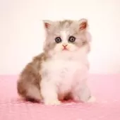 ミヌエット(長足)【福岡県・女の子・2025年8月28日・シルバーパッチドタビー&ホワイト】の写真8