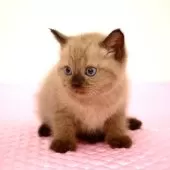 ミヌエット(長足)【福岡県・女の子・2025年8月5日・シールポイント】の写真9