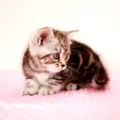 ミヌエット(長足)【福岡県・女の子・2025年8月9日・シルバークラシックタビー】の写真6