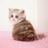 ミヌエット(長足)【福岡県・女の子・2025年8月28日・シルバーパッチドタビー&ホワイト】の写真4