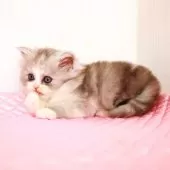 ミヌエット(長足)【福岡県・女の子・2025年8月28日・シルバーパッチドタビー&ホワイト】の写真10