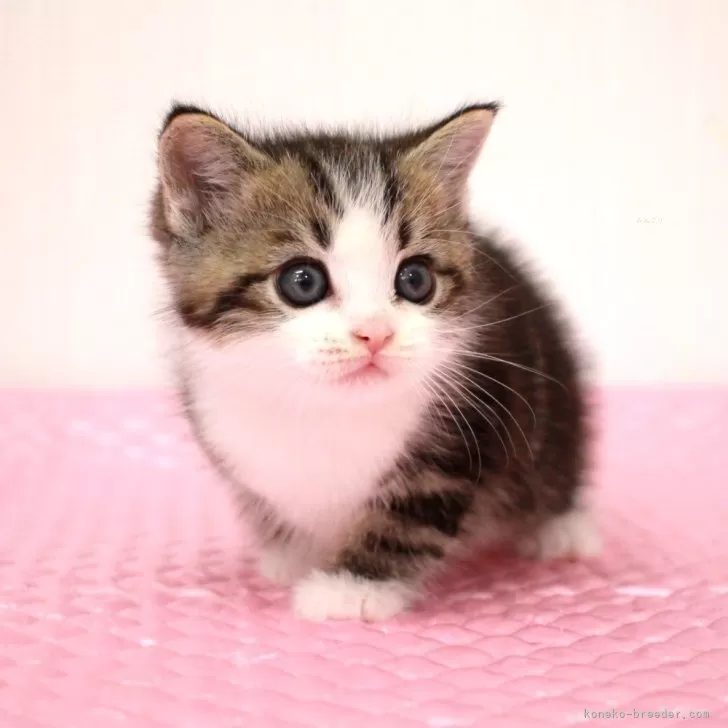 ID:2505-00304の子猫