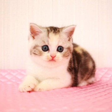 ミヌエット(長足)【福岡県・女の子・2025年8月28日・シルバーパッチドタビー&ホワイト（ショートヘア）】の写真「とっても穏やかで のんびり屋さんの女の子。♡」