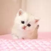 ミヌエット(短足)