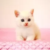 ミヌエット(長足)【福岡県・男の子・2025年8月28日・カメオタビー】の写真1