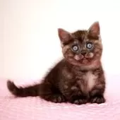 ミヌエット(短足)【福岡県・男の子・2025年8月9日・ブラックスモーク】の写真2