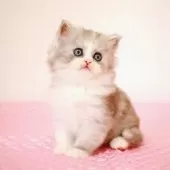 ミヌエット(長足)【福岡県・女の子・2025年8月28日・シルバーパッチドタビー&ホワイト】の写真3