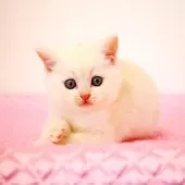 ミヌエット(長足)【福岡県・男の子・2025年8月28日・カメオタビー】の写真4