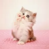 ミヌエット(長足)【福岡県・女の子・2025年8月28日・シルバーパッチドタビー&ホワイト】の写真9