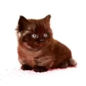 ミヌエット(短足)【福岡県・男の子・2025年8月5日・ブラックスモーク】の写真6