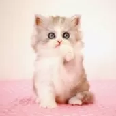 ミヌエット(長足)【福岡県・女の子・2025年8月28日・シルバーパッチドタビー&ホワイト】の写真15