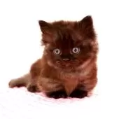 ミヌエット(短足)【福岡県・男の子・2025年8月5日・ブラックスモーク】の写真8