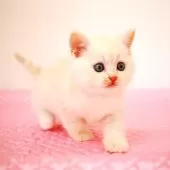 ミヌエット(長足)【福岡県・男の子・2025年8月28日・カメオタビー】の写真7