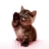 ミヌエット(短足)【福岡県・男の子・2025年8月9日・ブラックスモーク】の写真14