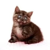 ミヌエット(短足)【福岡県・男の子・2025年8月9日・ブラックスモーク】の写真7